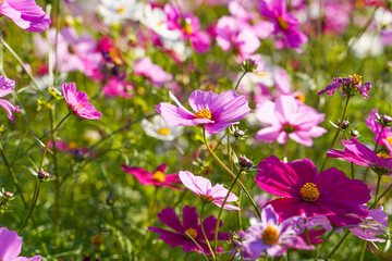 Cosmos flowers in a park