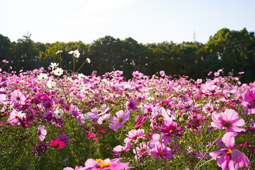 Cosmos flowers in a park