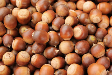 A lot of dried acorn. Autumn background