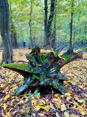 autumn leaves in the park