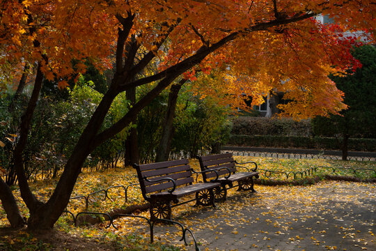 Autumn leaves fall around red maple trees and benches in Korea's old apartment complex.