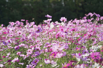 Cosmos flowers in a park