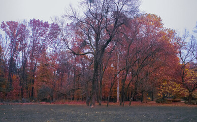 Photography of red and purple trees in a landscape.
