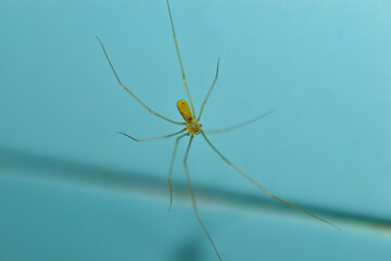 Long-legged spider in the bathroom close-up