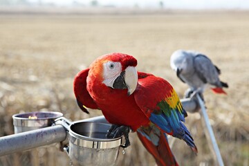 한국공원에서만난앵무새동호회회원들과같이찍은사잔입니다