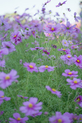 Cosmos flowers in a park
