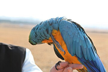 한국공원에서만난앵무새동호회회원들과같이찍은사잔입니다