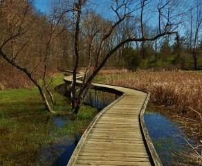 Boardwalk thru the wetlands 