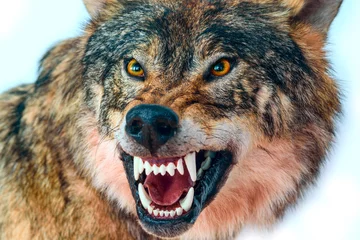 Poster Hoofd van een wolf met een grijns, close-up gefotografeerd. © shymar27