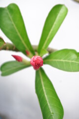 A picture that focus on the pink frangipani bud in blurry green leaves and stem
