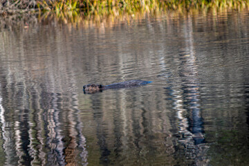 Beaver swimming in a pond in Cole Park just outside the small town of Windsor in Upstate NY	