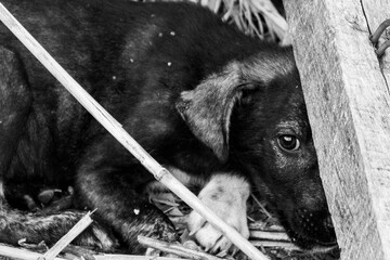 A stray dog hides behind a wooden beam and looks scared