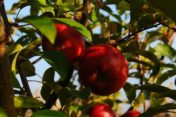 apples on a tree