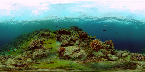 Fototapeta na wymiar Coral reef underwater with tropical fish. Hard and soft corals, underwater landscape. Tropical underwater sea fish. Philippines. Virtual Reality 360.