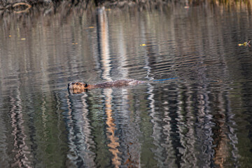Beaver swimming in a pond in Cole Park just outside the small town of Windsor in Upstate NY	