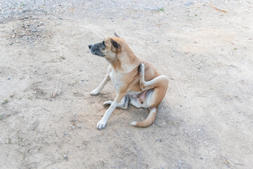 The stray dog is scratcing its neck while sitting on the dirty ground.