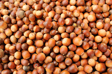 A lot of dried acorn. Autumn background