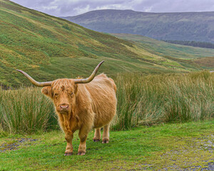 A Highland cow with shaggy golden hair and long horns stands on a patch of grass on a hillside in Glen Lyon, Scotland. - obrazy, fototapety, plakaty