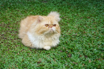 Shining brown fluffy longhair cat looking at something and closing eyes in green grass. Selective focus in Persian cat in the yard  