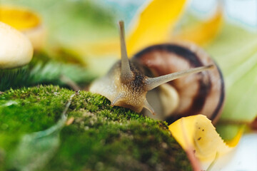 snail on a leaf