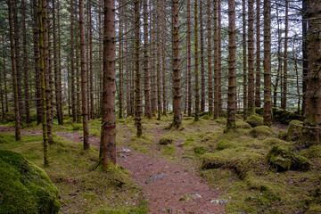 footpath in the woods