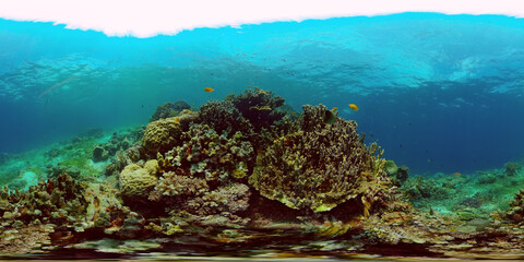 Marine life sea world. Underwater fish reef marine. Tropical colourful underwater seas. Philippines. 360 panorama VR