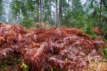 Pochmurny, jesienny dzień w Puszczy Knyszyńskiej, Podlasie, Polska © podlaski49