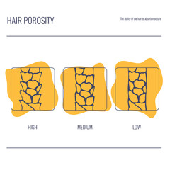 Hair porosity types classification set. Strand with low, normal and high cuticle porosity. Anatomical structure linear scheme. Outline vector illustration.  - obrazy, fototapety, plakaty