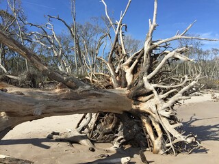 dead tree on the beach