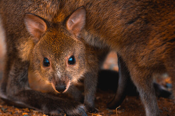 Baby Pademelon in mother's pouch