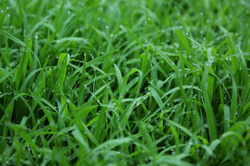 spring season abstract natural background of green rice farm close up with water drop . grass with water drops . 