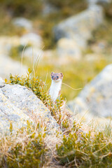 Weasel in the mountains