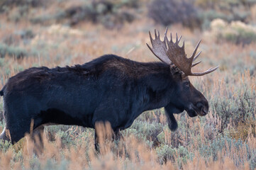 Bull moose in open meadow