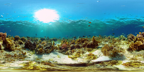 Naklejka na ściany i meble Coral reef and tropical fishes. Coral Reef and Fishes Underwater. The underwater world of the Philippines. 360 panorama VR