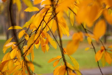 Kyiv, Ukraine – November 14 2020: Beautiful yellow leaves with bokeh background of autumn park with the yellow trees in foggy weather