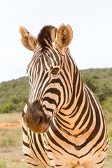 Fototapeta na wymiar Addo Elephant National Park: Burchell's zebra portrait