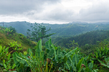 cloud forest and mountain range in jayuya puerto rico