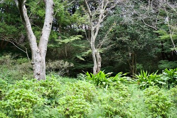 The view of small forest in Japan.