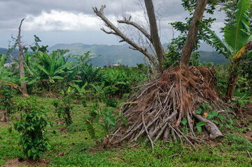 crops and brush at recovering coffee plantation