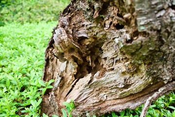 A rotten tree trunk.