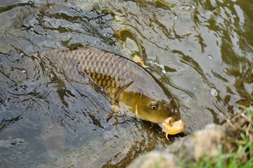 A carp lean out to eat the food.