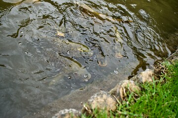 Many carps war waiting food.