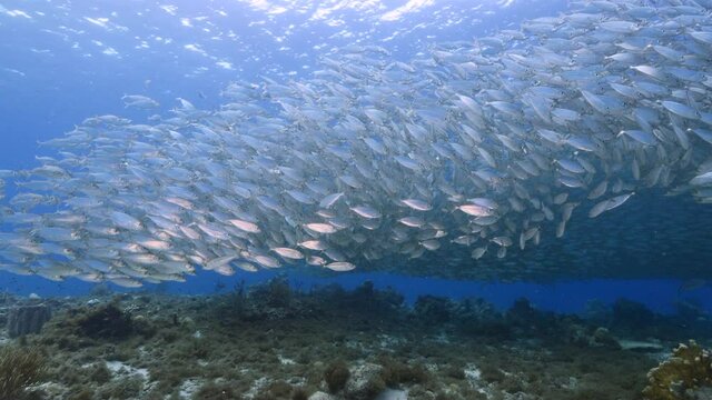 Blue Runner in bait ball / school of fish in shallow water of coral reef in Caribbean Sea / Curacao