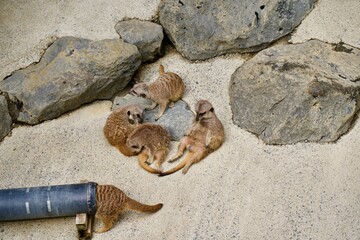 Sleeping meerkats in zoo.