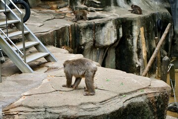 Naklejka na ściany i meble The back of a monkey in zoo.