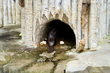 A tail of beaver in zoo. © Takayan