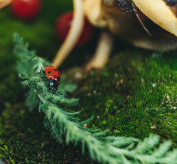 ladybug on a leaf