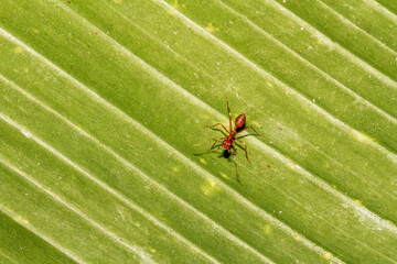 Close up red ant on banana leaf pick the leaf in nature at thailand