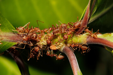 Close up group red ant on stick tree in nature at thailand