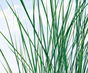 Naklejka premium Green long and narrow grass sedge background.